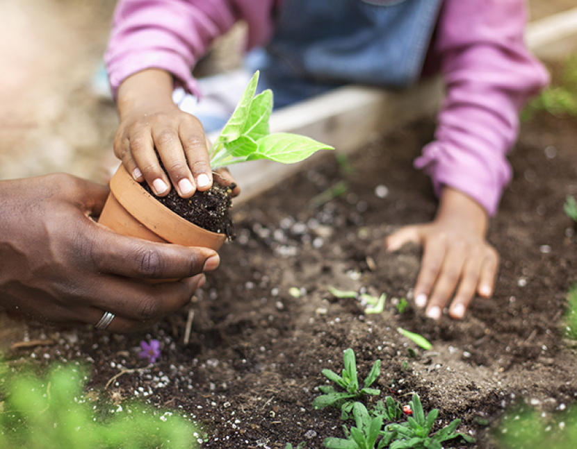 African-American father and daughter planting potted plant at community garden