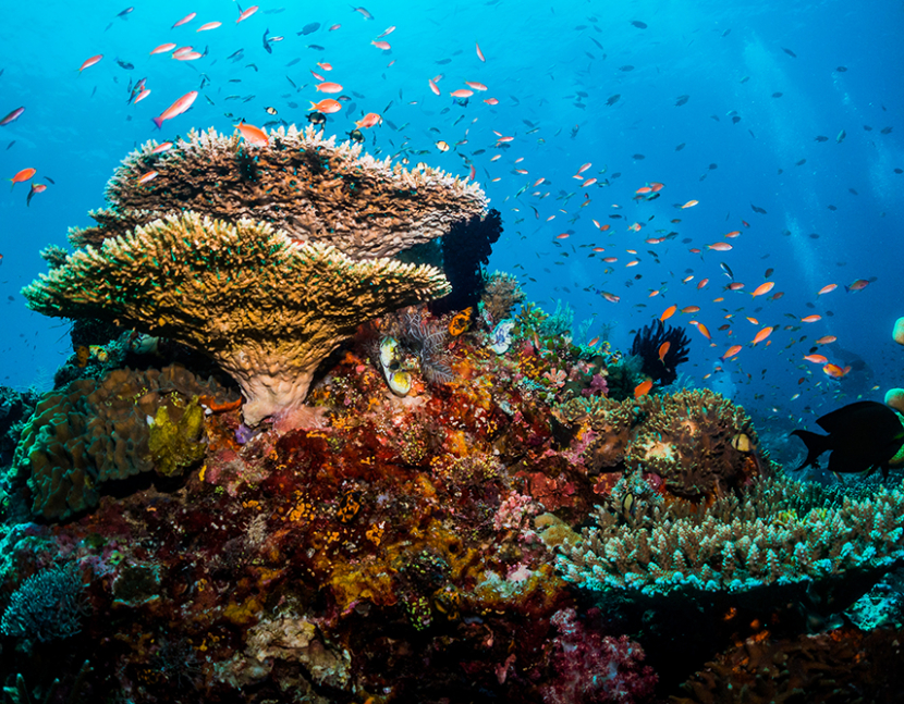 Underwater shots of turtles, marine life, fish, coral reef, divers, scuba diving