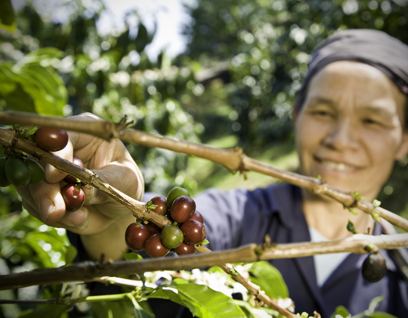 A fair trade coffee farmer picking organic coffee beans from the tree. Selective focus on her hands.