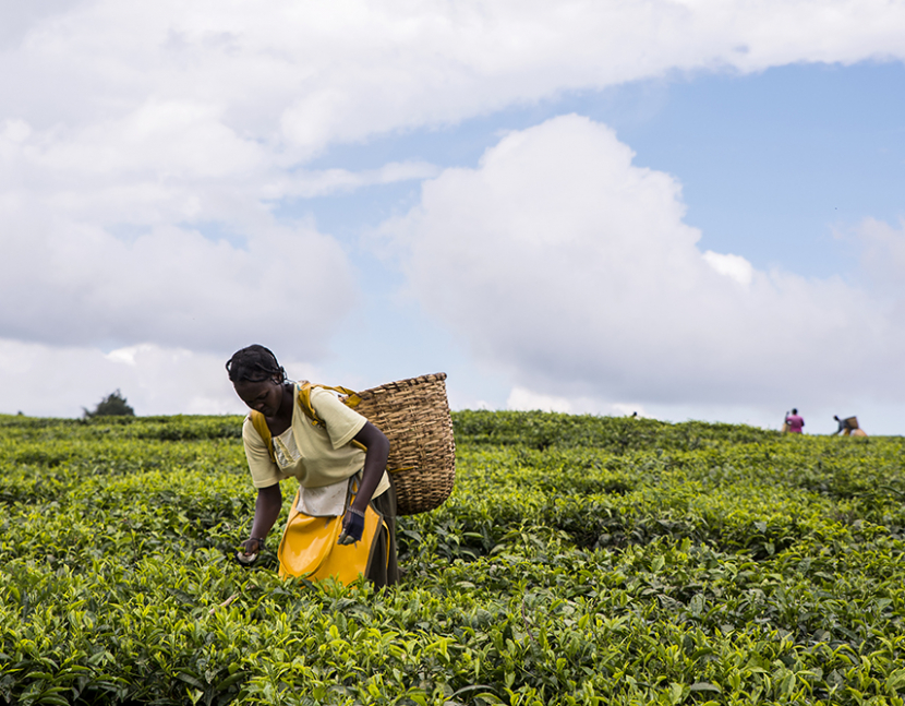 African woman harvesting high quality tender tea leaves and flushes by hand. Between Iten and Eldoret. Young African woman amongst tea bushes.Woven wicker basket on her back bending forward picking tea leaves in preparation for processing. Other pickers in distance. Labor intensive agriculture. Black tea. Camellia sinensis